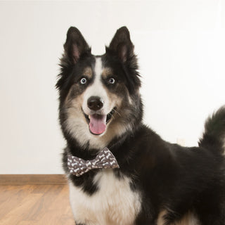 Dog Bones Large 5" x 3" Canvas Pet Bow Tie