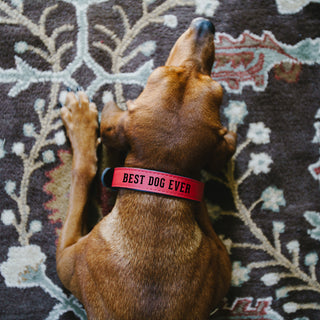 M/L Woof 21" PU Leather Pet Collar