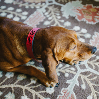 M/L Woof 21" PU Leather Pet Collar