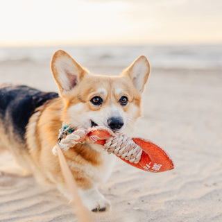 Lake Dog 12" Canvas Dog Toy on Rope