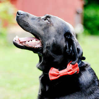Red Striped 3" x 1.75" Canvas Pet Bow Tie