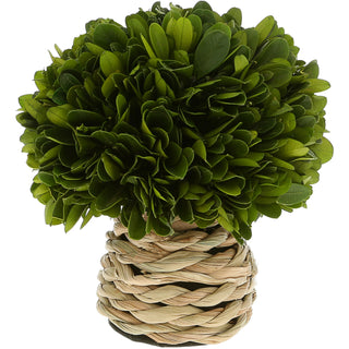 6" Mushroom Preserved Boxwood Topiary