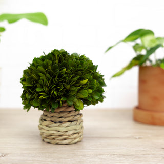 6" Mushroom Preserved Boxwood Topiary