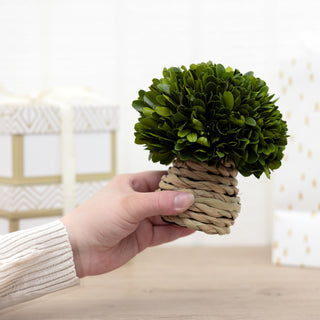 6" Mushroom Preserved Boxwood Topiary