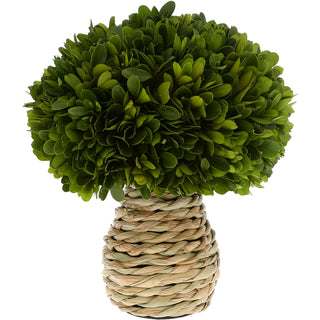 10" Mushroom Preserved Boxwood Topiary