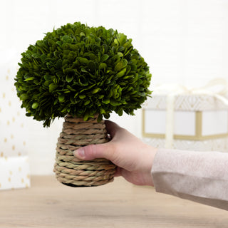 10" Mushroom Preserved Boxwood Topiary