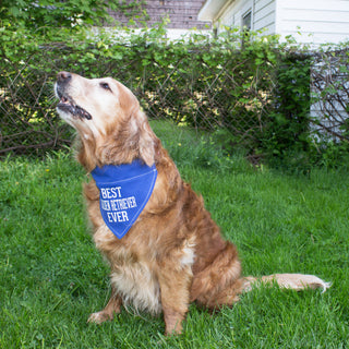 Best Golden Retriever 12" x 8" Canvas Slip on Pet Bandana