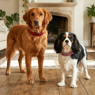 M/L Big Sister 21" PU Leather Pet Collar