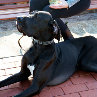 S/M Big Brother 16" PU Leather Pet Collar