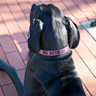 M/L Big Sister 21" PU Leather Pet Collar