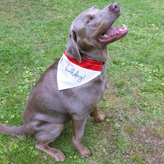 It's My Birthday 12" x 8" Canvas Slip on Pet Bandana