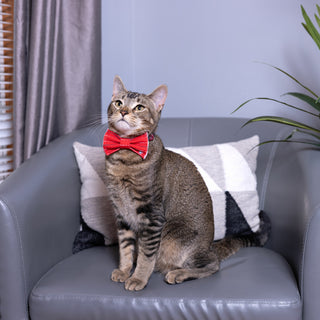 Red Striped 3" x 1.75" Canvas Pet Bow Tie