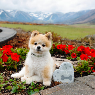Where The Dog Is 6" Garden Stone