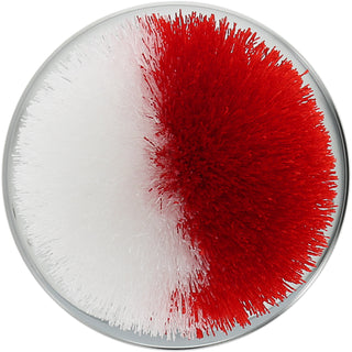 Red & White 2.75" Pom Pom Lid